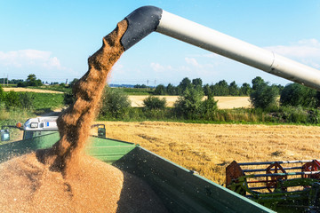 Getreidefeld mit Weizen bei der Ernte