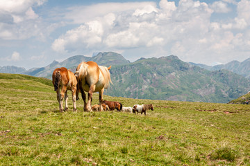 Fototapeta na wymiar Horses in the French Pyrenees