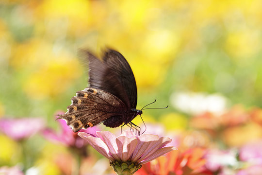 butterflies flying in cosmos flowers