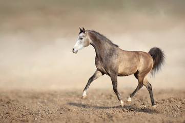 Obraz na płótnie Canvas Grey horse running trot on the sands