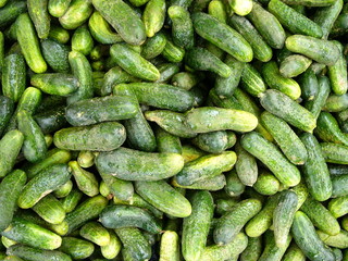 Frische Gewürzgurken im Sommer auf einem Basar und Wochenmarkt im Stadtteil Erenköy in...