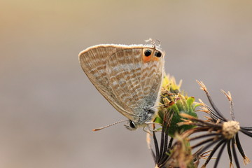 シジミチョウと秋の植物