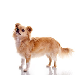 Chihuahua – im Profil