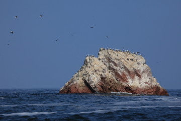 Vogelparadies Islas Ballestas Peru