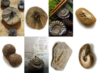Fósiles Fossils Fossili викопне 화석