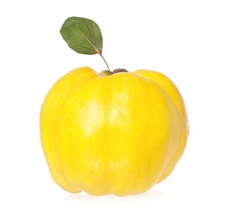 Yellow quince