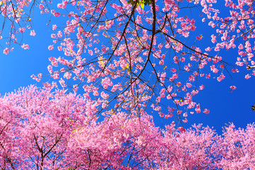Sakura Cherry Blossom Flowers in Spring Season - 58137442