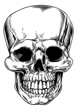 Vintage skull illustration