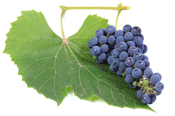 Grapes on a white background.