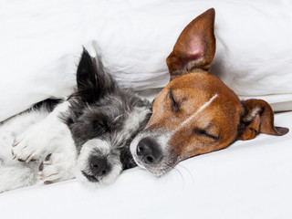 two dogs in love