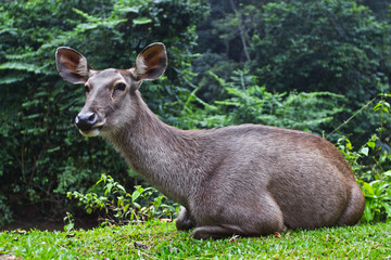 Barking deer