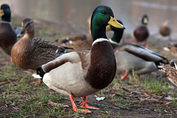 Obraz premium Mallard Duck. Many wild ducks on the street.