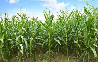 Cornfields