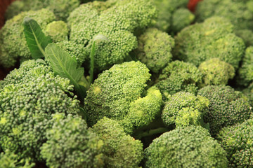 Cabbage - broccoli - Brassica silvestris
