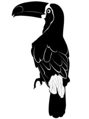 toucan © andrey7777777