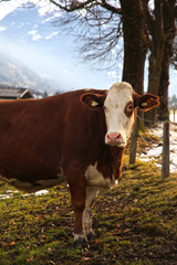 Fototapeta na wymiar Cow on Alpine farm