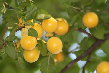 Yellow Cherry plum