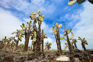 Poster Opuntia cactus forest © BlueOrange Studio