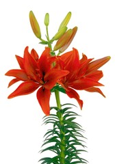 red lilies isolated