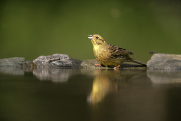 Yellowhammer, Emberiza citrinella