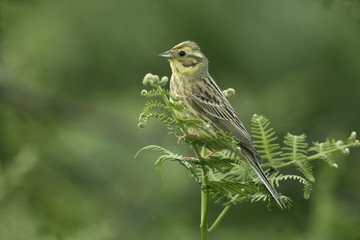 Yellowhammer, Emberiza citrinella