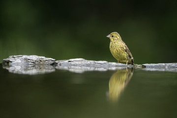 Yellowhammer, Emberiza citrinella