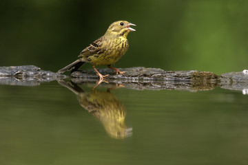 Yellowhammer, Emberiza citrinella