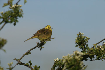 Yellowhammer, Emberiza citrinella