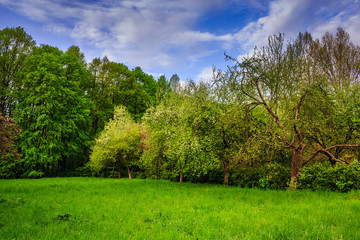 Obraz premium pine trees near valley in mountains and autumn forest on hillsid