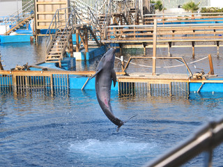 dolphin jumping