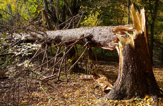 Fototapeta Broken evergreen tree in the forest.