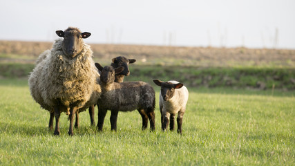 Fototapeta premium sheep family Suffolk breed