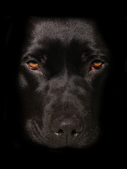 black dog portrait isolated