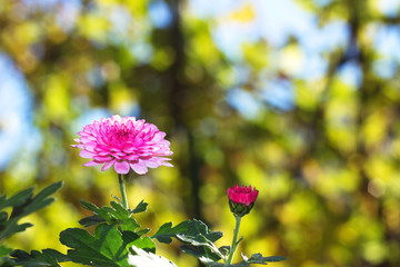 Chrysanthemum flowers