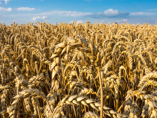 Reifer Weizen im Sommer