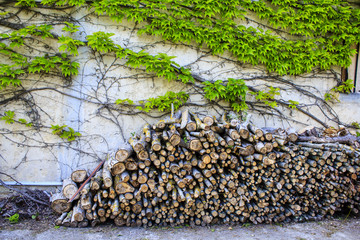 Fire-woods by ivy wall