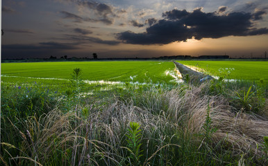 Risaie al tramonto