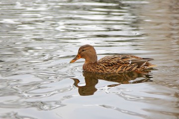 Mallard