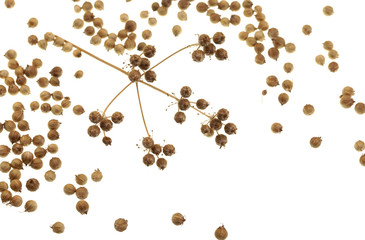 Coriander Seeds