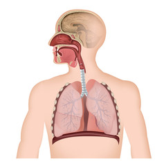 Anatomie der Atemwege
