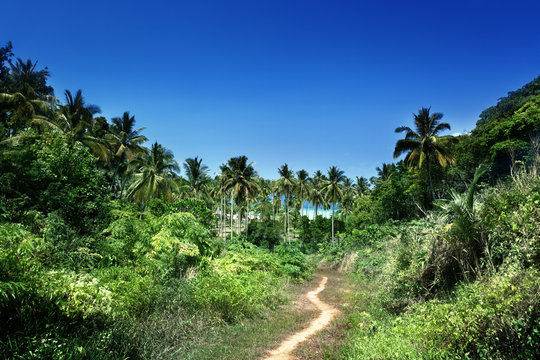 Fototapeta way to beach in jungle, Phi-Phi island, Thailand
