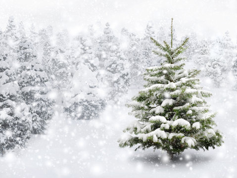 Tannenbaum in schönem Schneefall