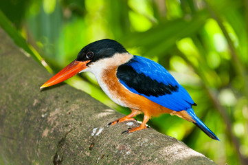 Beautiful Black-capped Kingfisher bird,thailand