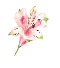 pink alstromeria
