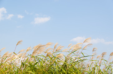 silver grass in autumn