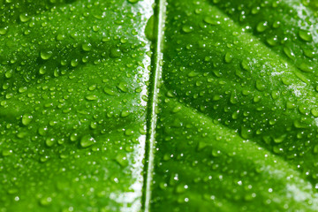 close up of wet green leaf