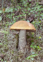 Orange-Capped Bolete (Boletus edulis)