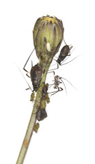 Aphids on flower bud isolated on white background