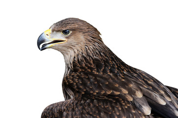 golden eagle isolated on white