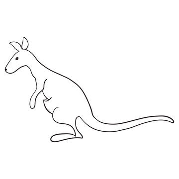 Kangaroo isolated on white